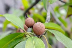 Close up view of Sapodilla fruit or Manilkara zapota on the tree photo