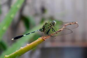 Dragonfly perched on Aloe Vera plant photo