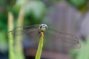 Front view of a dragonfly perched on Aloe Vera plant photo