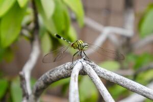 A dragonfly perched on a tree branch photo