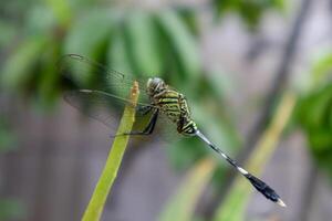 Side view of a Dragonfly perched on Aloe Vera leaf photo