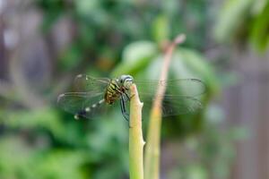 Close up view of a dragonfly perched on the tip of an aloe vera plant leaf photo