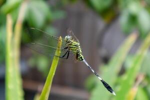 Side view of a Dragonfly perched on Aloe Vera plant photo