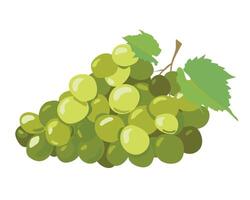 Green grapes isolated on white background. illustration in a flat style. Ripe yellow berries for white wine. Emblem for winery, menu, juice vector