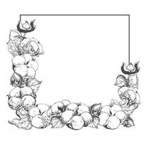 Square frame with cotton flowers and place for text. White cotton flowers using engraving technique. Linear sketch of white cotton balls, leaves and branches. retro illustration. Ink drawing. vector