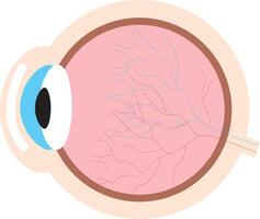 Human eye anatomy diagram, medical educational cross section illustration. vector