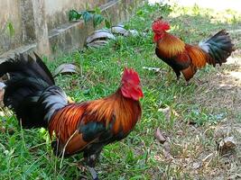 Beautiful colorful wild chickens in Thailand photo