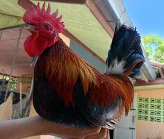 Beautiful colorful wild chickens in Thailand photo