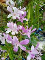 Purple pink orchid blooming in garden Thailand photo