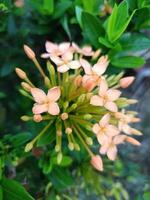 pink small needle flower in garden Thailand photo