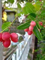 Fruits with vitamin C benefits in Thai gardens photo