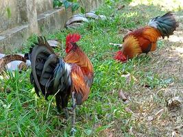 Beautiful colorful wild chickens in Thailand photo