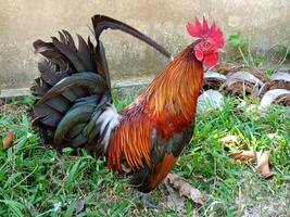 Beautiful colorful wild chickens in Thailand photo