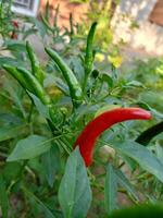 pepper chili hot food in garden Thailand farm photo