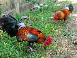 Beautiful colorful wild chickens in Thailand photo