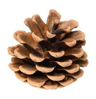 Brown dry pine cone on isolated background photo