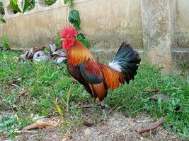 hermosa vistoso salvaje pollos en Tailandia foto