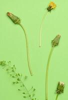 Wilted dandelion with stem on a green background, top view. photo