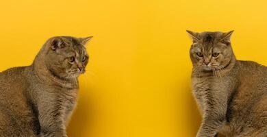 Sad cat looking down on a yellow background photo