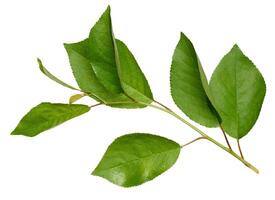 Cherry tree branch with green leaves on isolated background photo