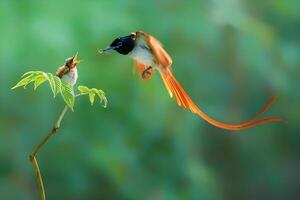 un pájaro es alimentación otro pájaro con un hoja foto