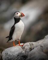 Two puffins standing side by side in the grass outside their burrows. photo