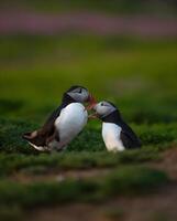 Two puffins standing side by side in the grass outside their burrows. photo