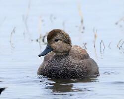 a duck swimming in the water with its head down photo