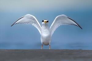 Little Tern parent feeding its juvenile along the breakwater on St John Island Singapore. photo