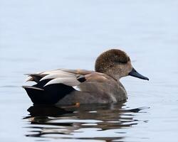 a duck swimming in the water with its head down photo