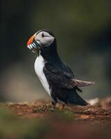 Two puffins standing side by side in the grass outside their burrows. photo