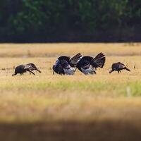 four turkeys walking in a field with trees and grass photo