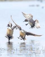 a duck takes off from the water in front of a duck pond photo