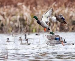 a duck swimming in the water with its head down photo