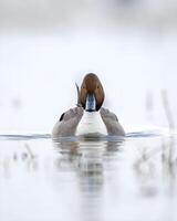 a duck takes off from the water in front of a duck pond photo