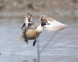 a duck swimming in the water with its head down photo