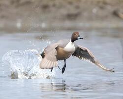 a duck takes off from the water in front of a duck pond photo