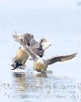 a duck takes off from the water in front of a duck pond photo