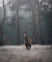 un joven ciervo soportes en el bosque foto