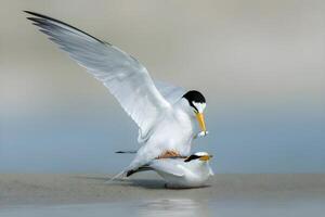 pequeño golondrina de mar padre alimentación sus juvenil a lo largo el rompeolas en S t Juan isla Singapur. foto