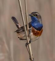 a bird with a mohawk perched on a branch photo