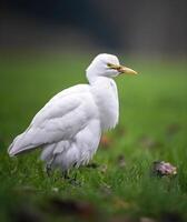 un pájaro caminando mediante superficial agua con césped en el antecedentes foto