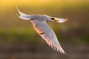 Little Tern parent feeding its juvenile along the breakwater on St John Island Singapore. photo