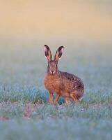 a brown hare in the grass photo