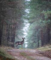 un joven ciervo soportes en el bosque foto