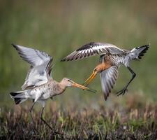 un pájaro caminando mediante superficial agua con césped en el antecedentes foto