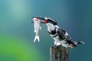 a bird with its mouth open eating a fish photo