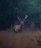 un joven ciervo soportes en el bosque foto