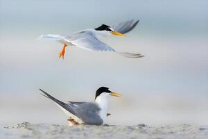 pequeño golondrina de mar padre alimentación sus juvenil a lo largo el rompeolas en S t Juan isla Singapur. foto