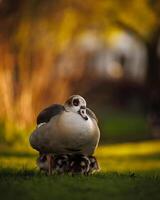 a bird walking through shallow water with grass in the background photo